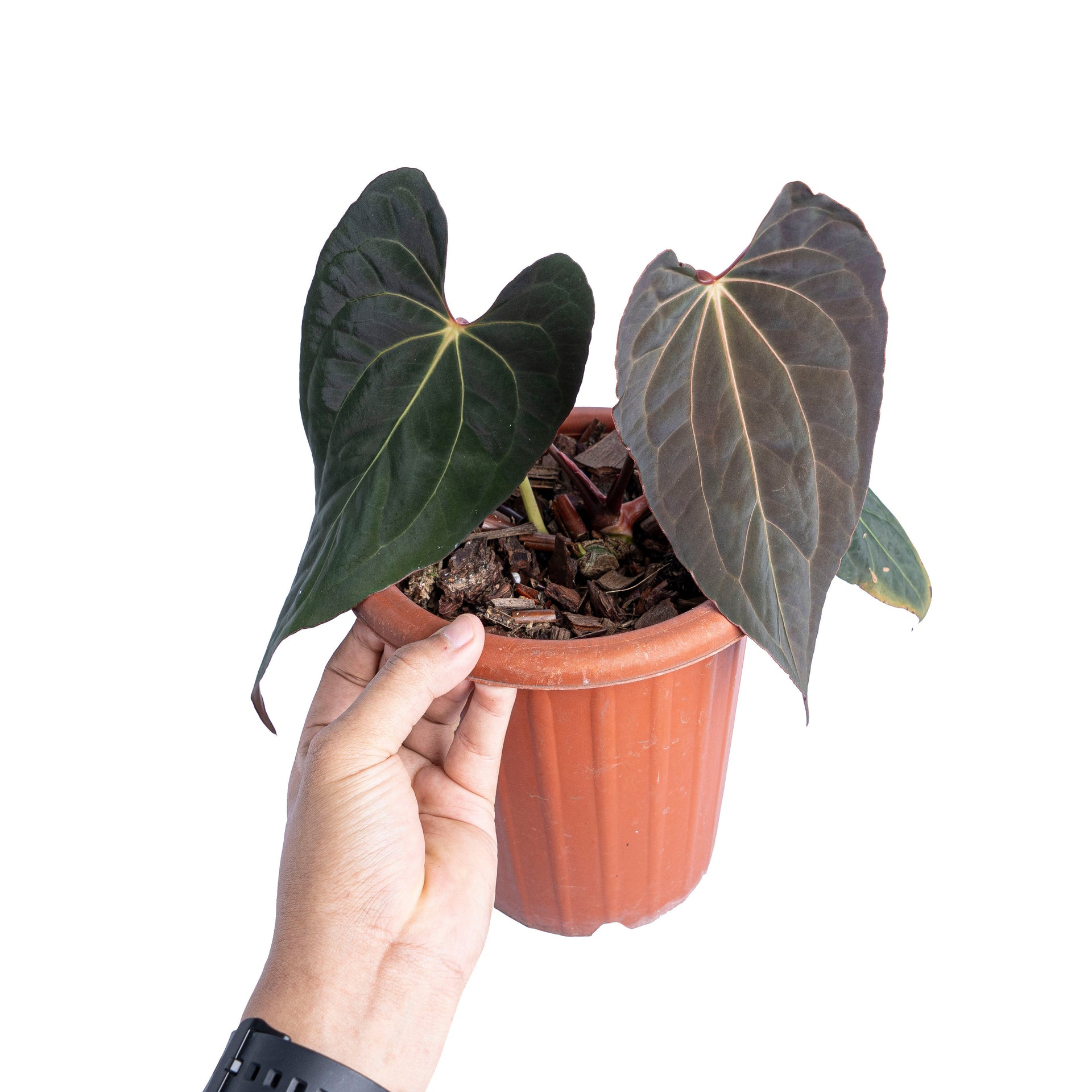 Anthurium papillilaminum x one – Plantstop.us