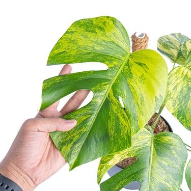 Monstera Aurea Variegated "Marmorata" 