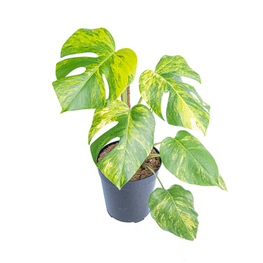 Monstera Aurea Variegated "Marmorata" 