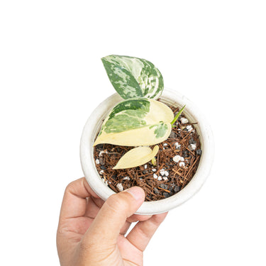Scindapsus mayari variegated - Aroidmarket