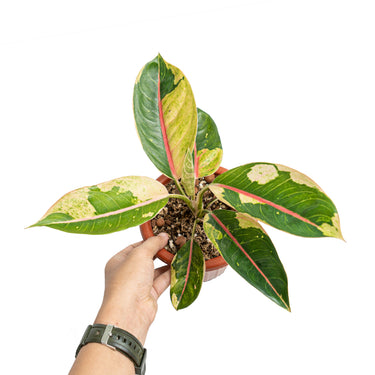 Aglaonema donacarmen santi variegated - Plantstop.us