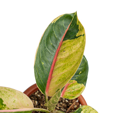 Aglaonema donacarmen santi variegated - Plantstop.us