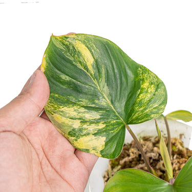homalomena rubescens variegated