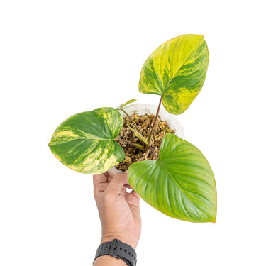 homalomena rubescens variegated