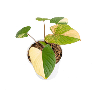 Homalomena rubescens variegated pink