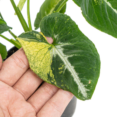 Syngonium scrambled eggs