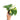 Syngonium scrambled eggs