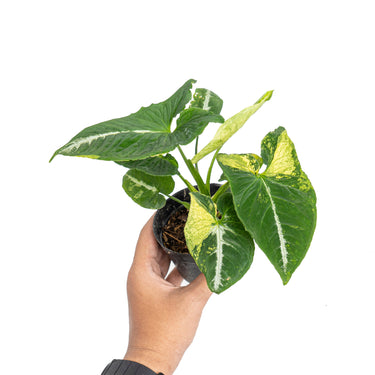 Syngonium scrambled eggs