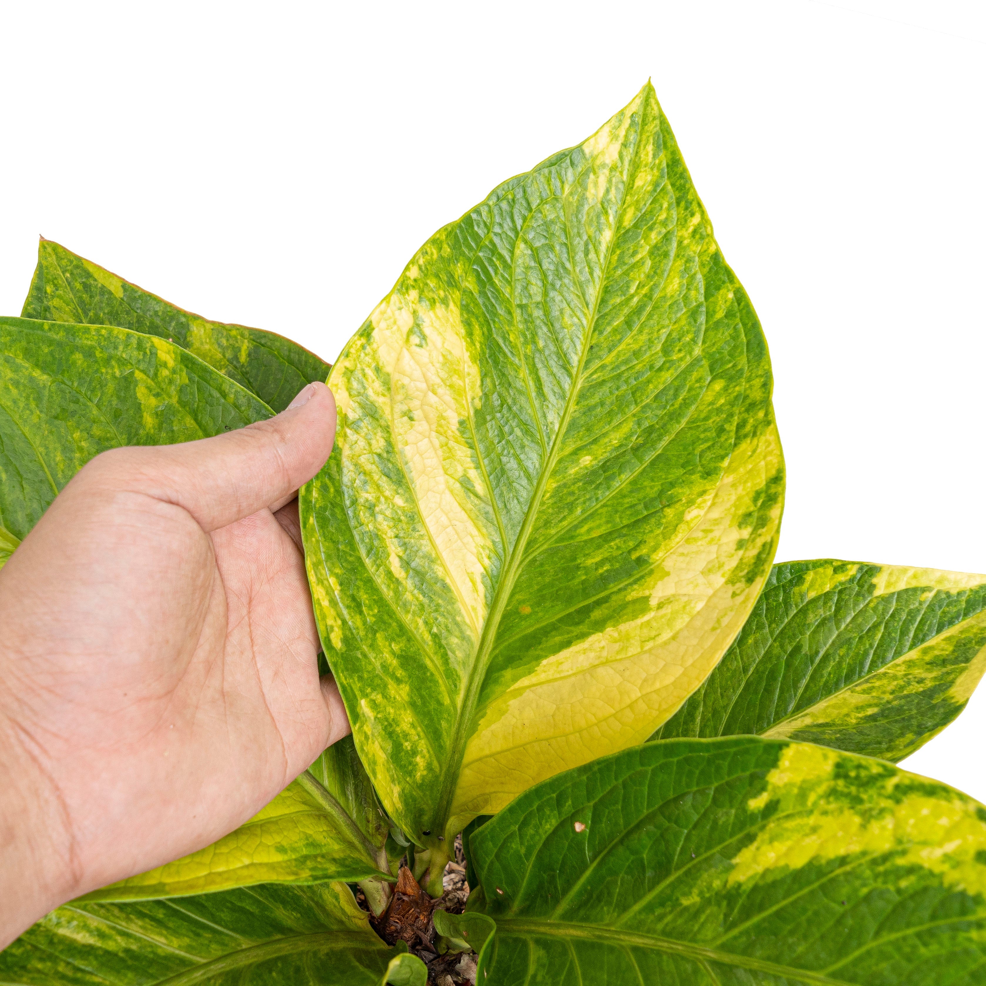 anthurium jemanii variegata Anthurium jenmanii cobra batik variegated