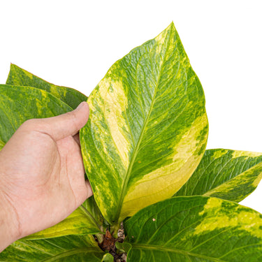 Anthurium jenmanii cobra batik variegated - Mature size - Plantstop.us