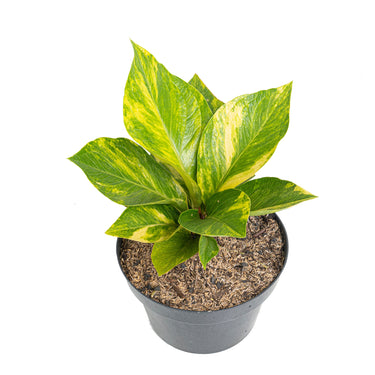 Anthurium jenmanii cobra batik variegated - Mature size - Plantstop.us