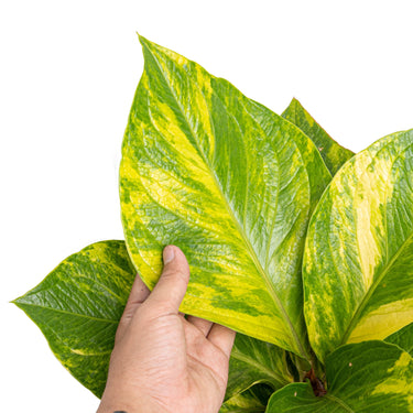 Anthurium jenmanii cobra batik variegated - Mature size - Plantstop.us