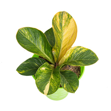 Anthurium jenmanii bowl variegated - Mature size - Plantstop.us