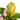 Anthurium jenmanii bowl variegated - Mature size