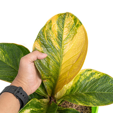 Anthurium jenmanii bowl variegated - Mature size - Plantstop.us