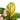 Anthurium jenmanii bowl variegated - Mature size