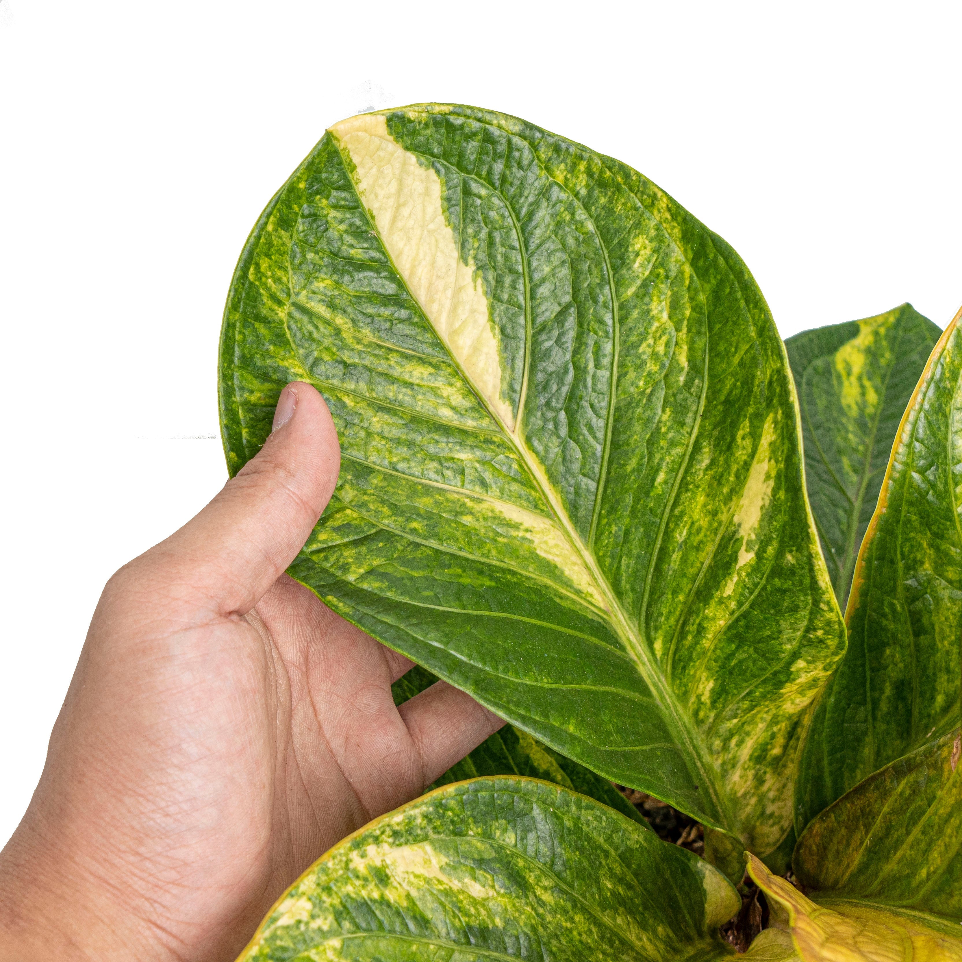 anthurium jenmanii variegated Anthurium jenmanii bowl variegated