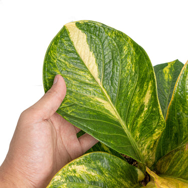 Anthurium jenmanii bowl variegated - Mature size - Plantstop.us