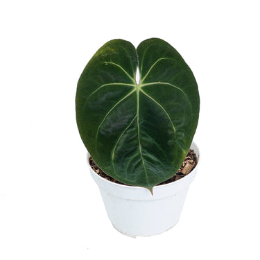 Anthurium hoffmanii hybrid - Plantstop.us
