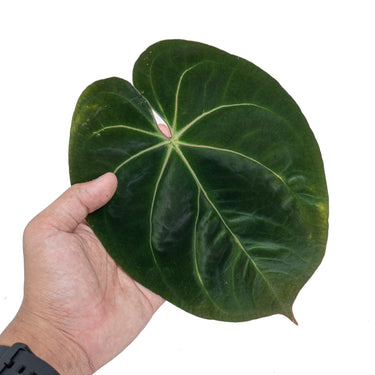 Anthurium hoffmanii hybrid - Plantstop.us