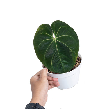 Anthurium hoffmanii hybrid - Plantstop.us