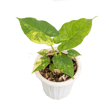 Alocasia Gageana aure variegated