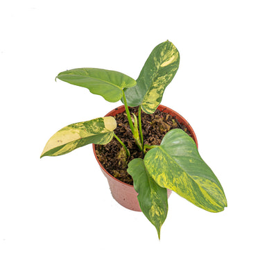 Philodendron violin variegated