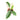 Philodendron green saw variegated - Aroidmarket