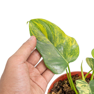 Philodendron violin variegated