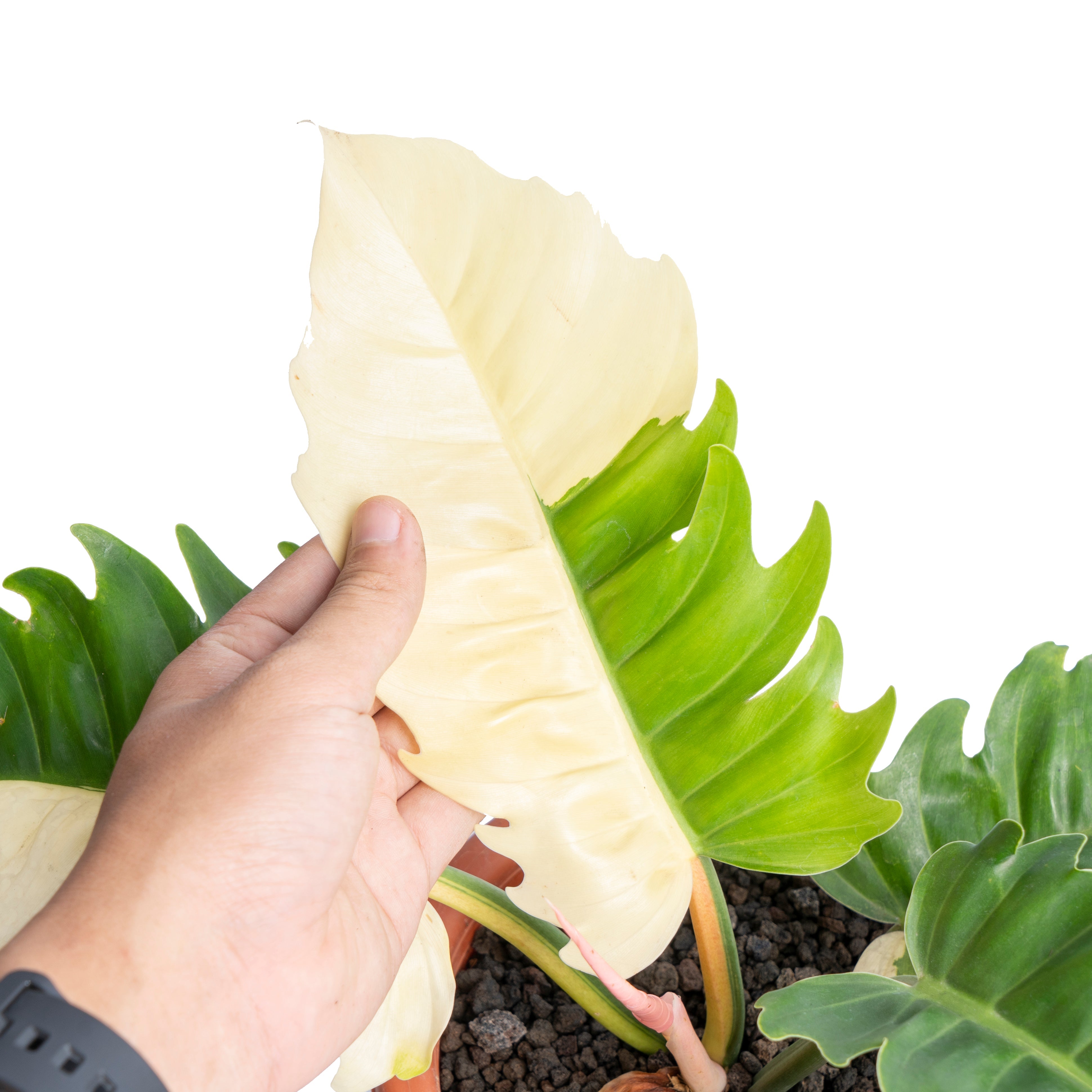 philodendron green saw Philodendron green saw variegated