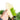 Philodendron green saw variegated - Aroidmarket