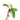 Philodendron green saw variegated - Aroidmarket