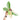Philodendron green saw variegated - Aroidmarket