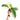 Philodendron green saw variegated - Aroidmarket