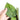 Anthurium luxurians Indonesian type x Magnificum - Aroidmarket