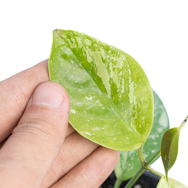 Hoya Coriacea splash - Aroidmarket