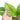 Monstera pinnatipartita