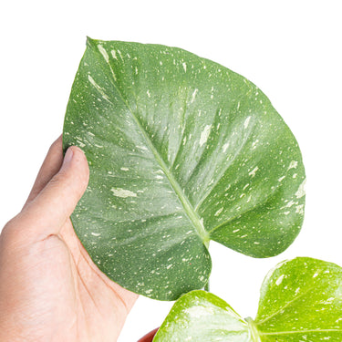 Monstera thai constellation