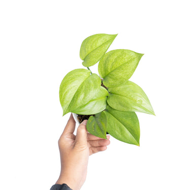 Scindapsus Mint Variegated Sp Borneo