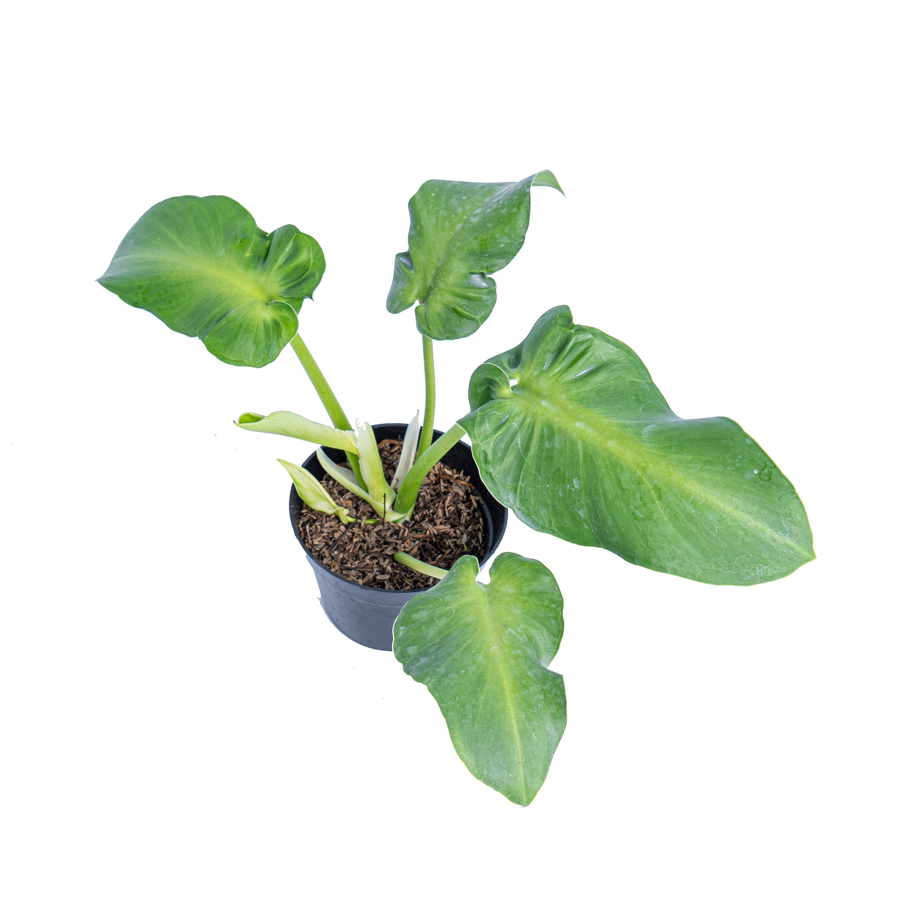 philodendron ammurenseruprn Philodendron Rugosum: Buy Plant Online In India