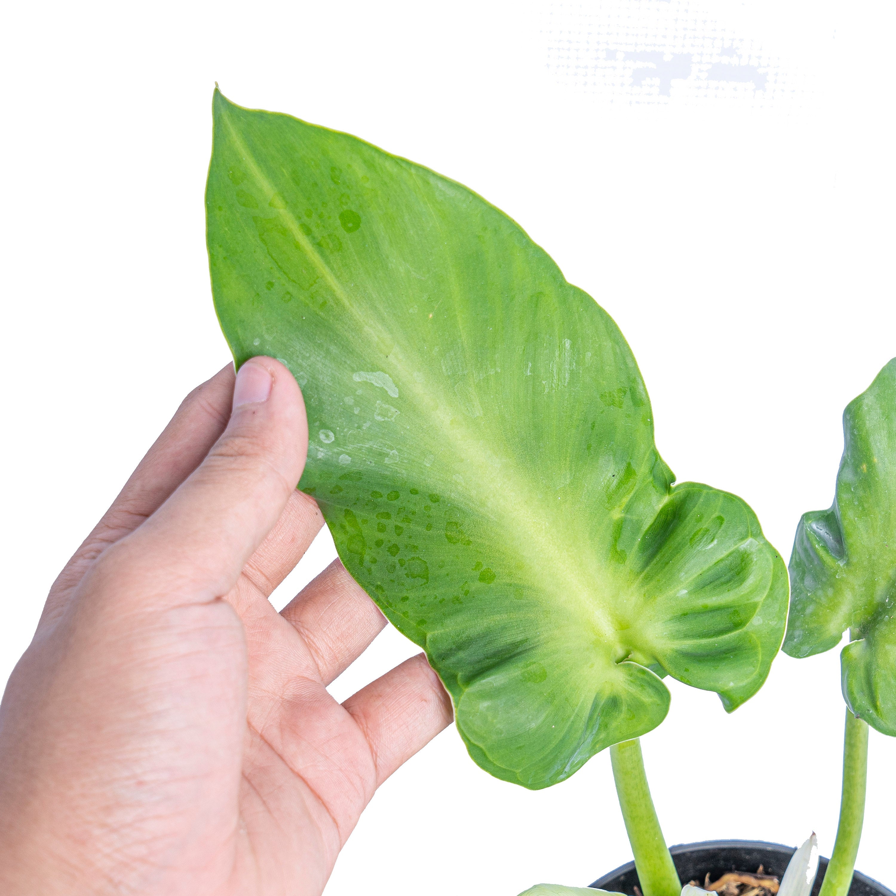 philodendron rugosum for sale Philodendron Rugosum: Buy Plant Online In India
