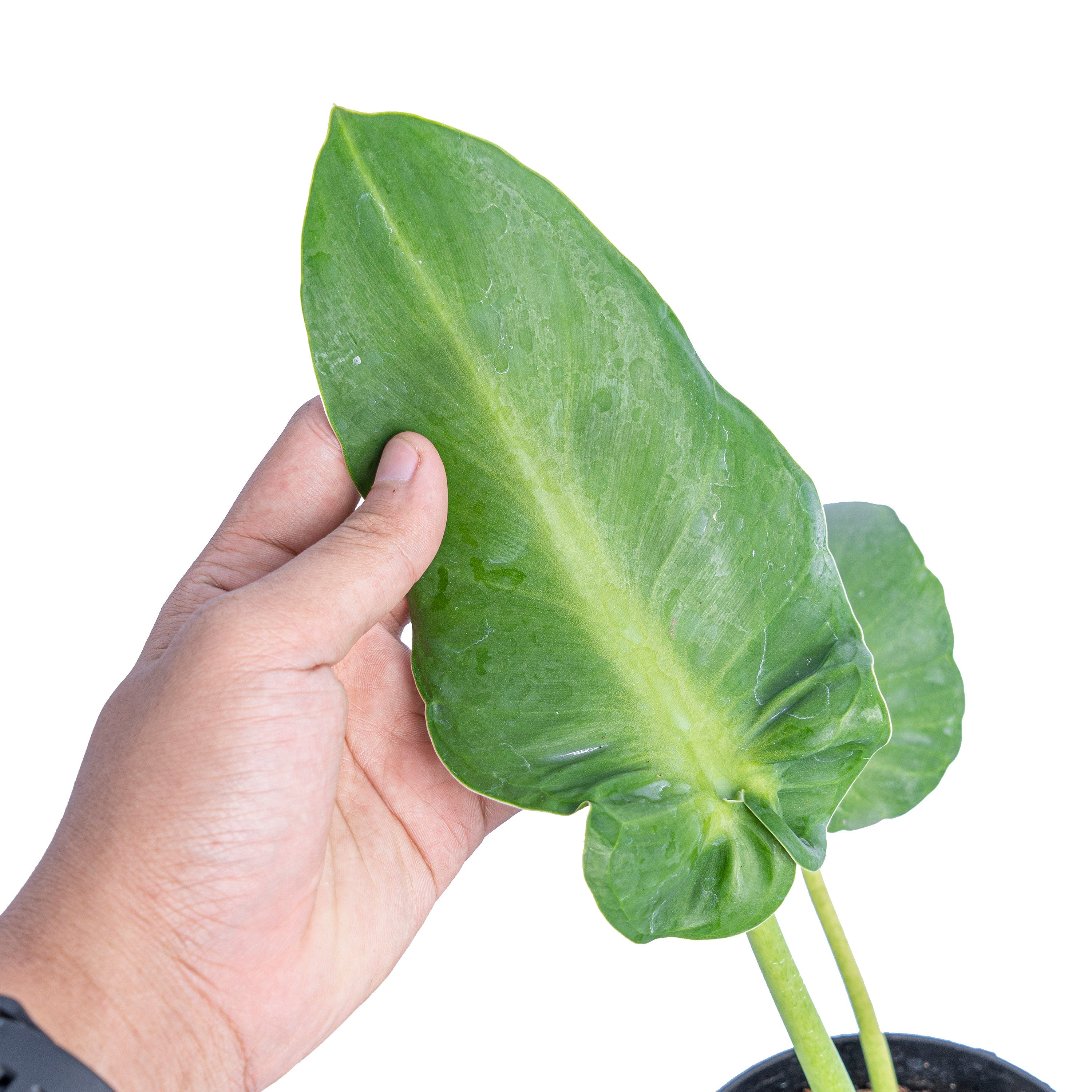 philodendron rugosum radiance Philodendron Rugosum: Buy Plant Online In India