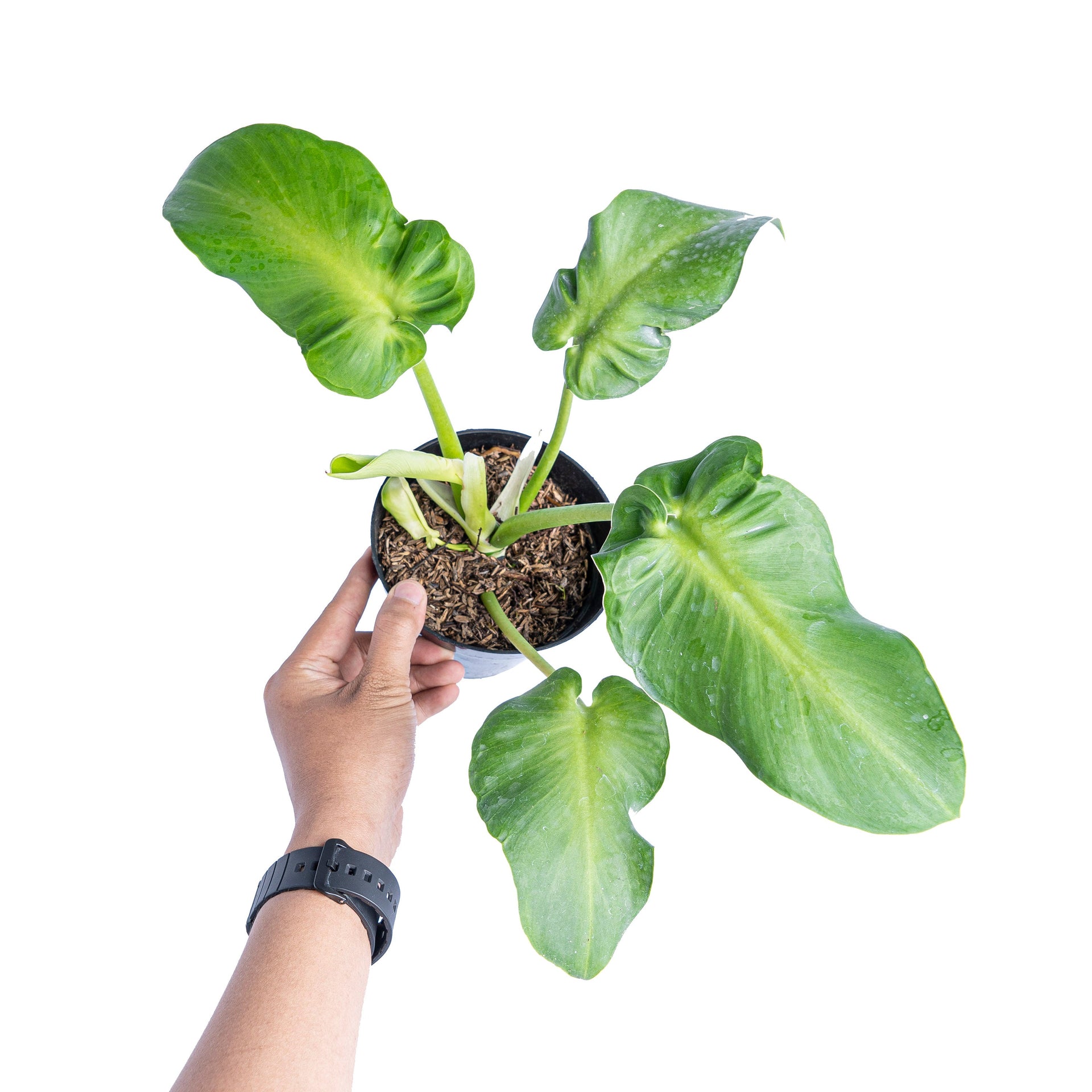 Philodendron rugosum aberrant form – Plantstop.us