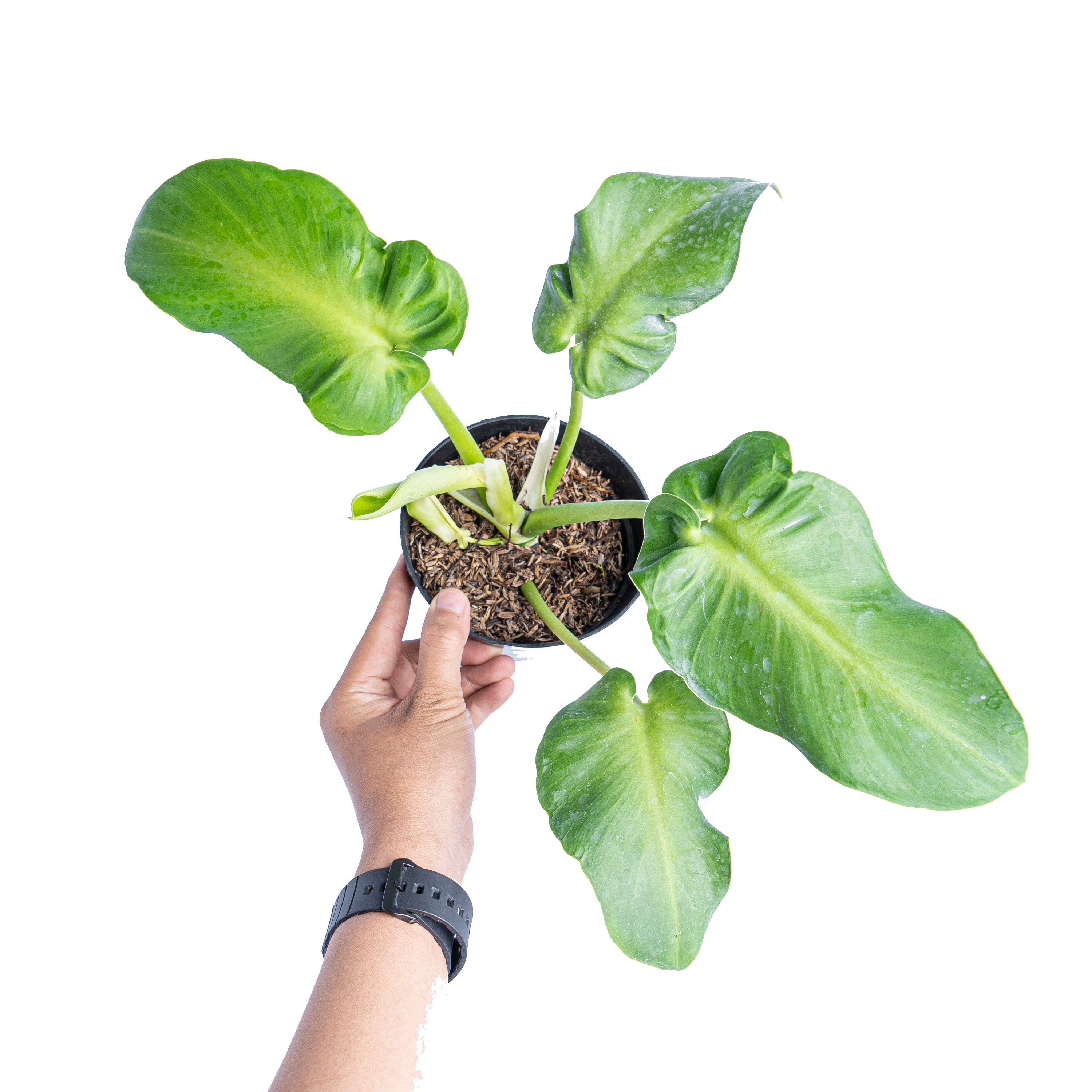 philodendron rugosum radiance Philodendron Rugosum: Buy Plant Online In India