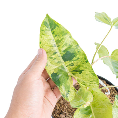 Philodendron burle marx mint variegated - Aroidmarket