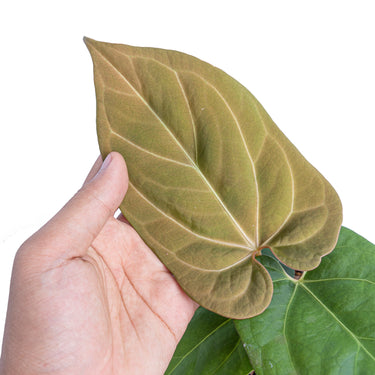 Anthurium king of spades x papillilaminum