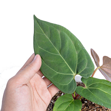 Anthurium king of spades x papillilaminum