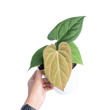 Anthurium king of spades x papillilaminum