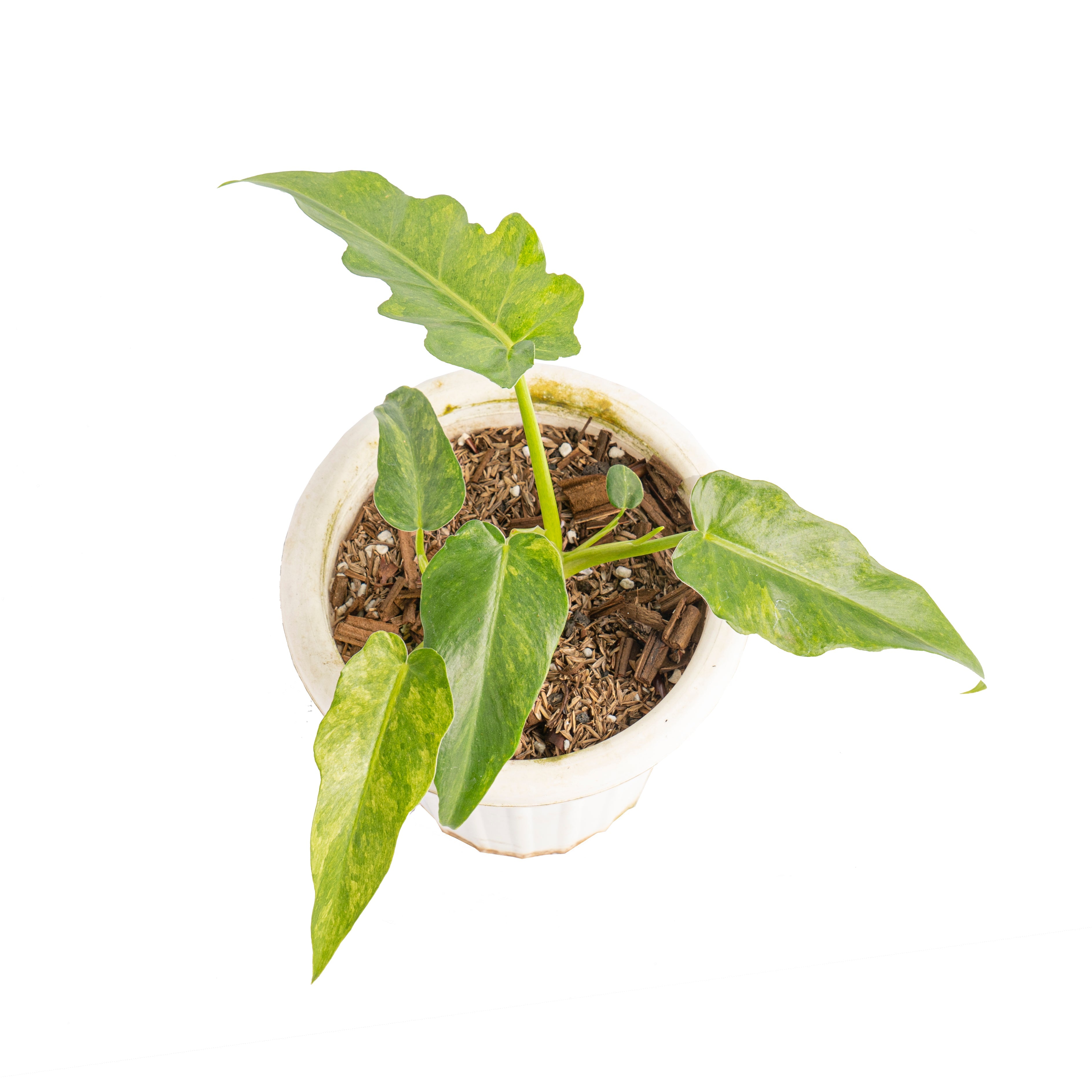 philodendron bob cee Philodendron bob cee variegated – Plantstop.us