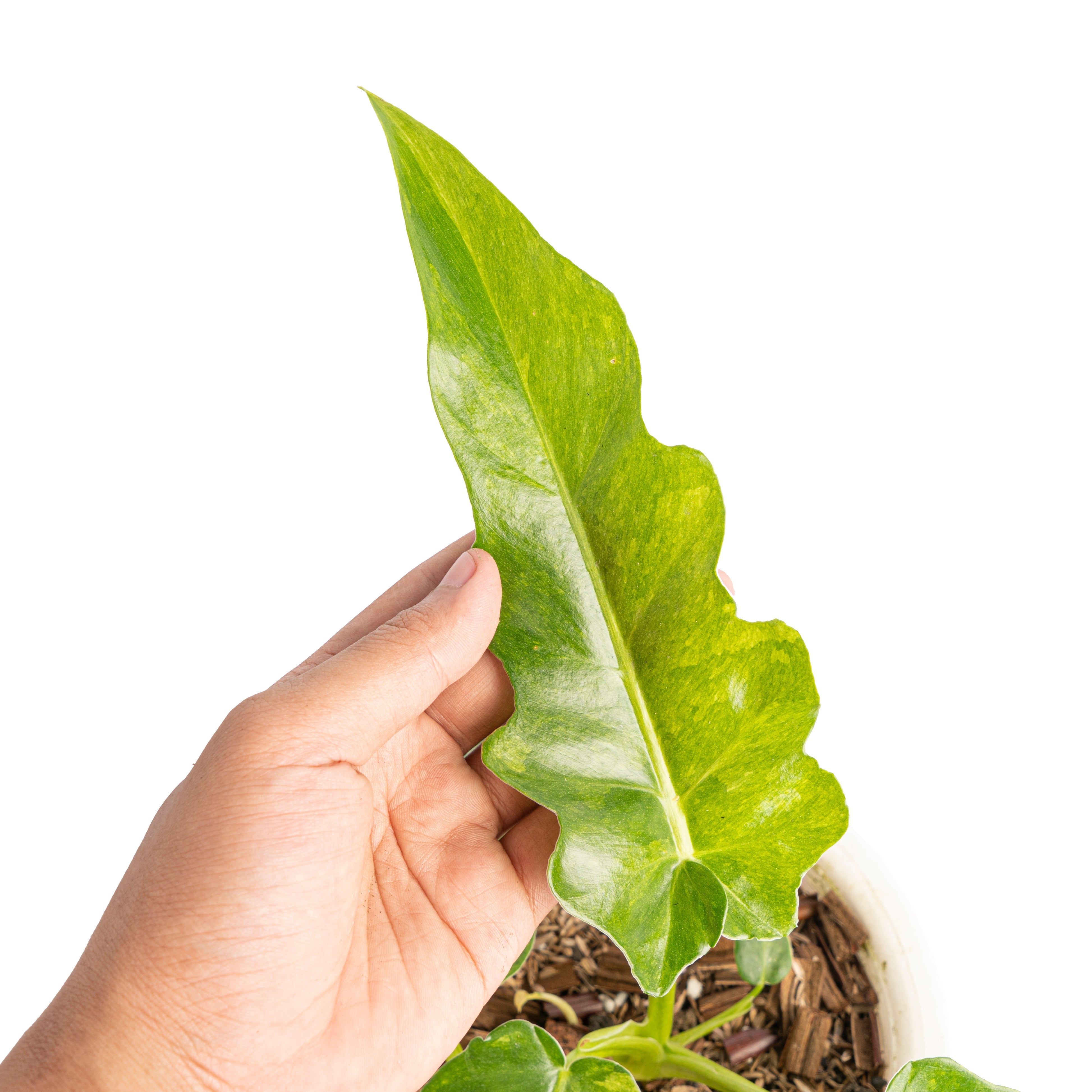 philodendron bob cee variegated Philodendron bob cee variegated – Plantstop.us